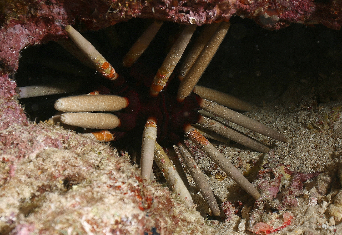 Raja Ampat 2016 - Echinometra mathaein- Rock boring Urchin - Oursin Crayon - IMG_4514_rc.jpg